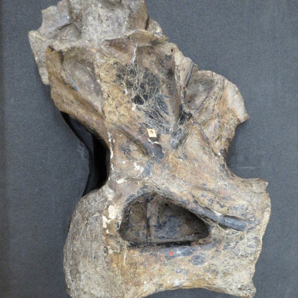 A 20kg (44lb) dinosaur vertebrae included in the exhibition