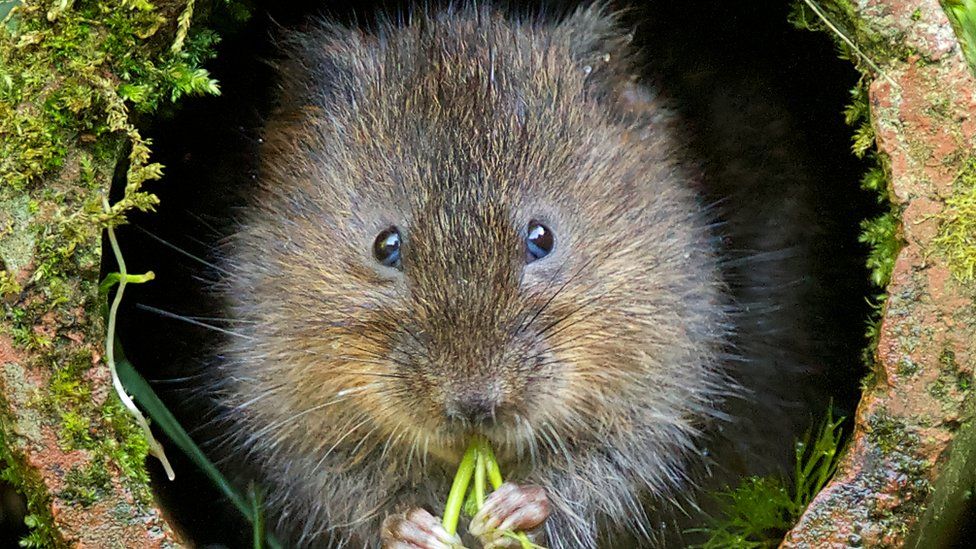 Water vole