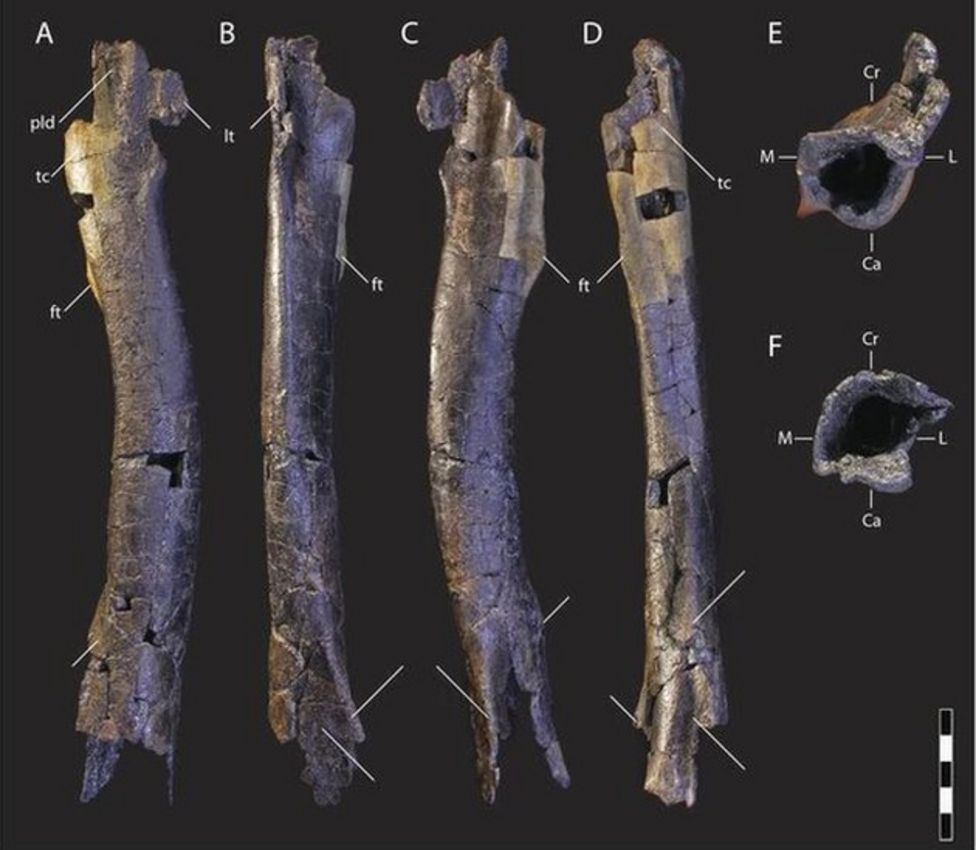 Meet the dinosaur that's a tiny T-Rex - BBC Newsround