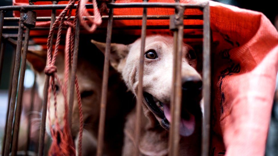 Yulin festival Doubts over 'dog meat ban' BBC News