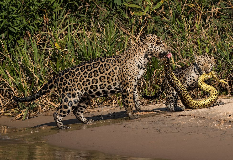 Una madre jaguar con su cachorro sosteniendo una anaconda con sus colmillos.  Foto: Michel Zoghzhog