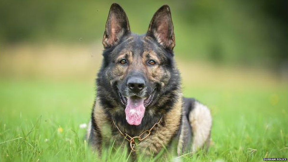 Durham police dog
