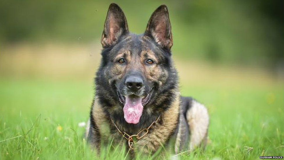 how old do police dogs have tobe