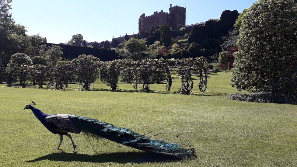 Peacock at Powis Castle