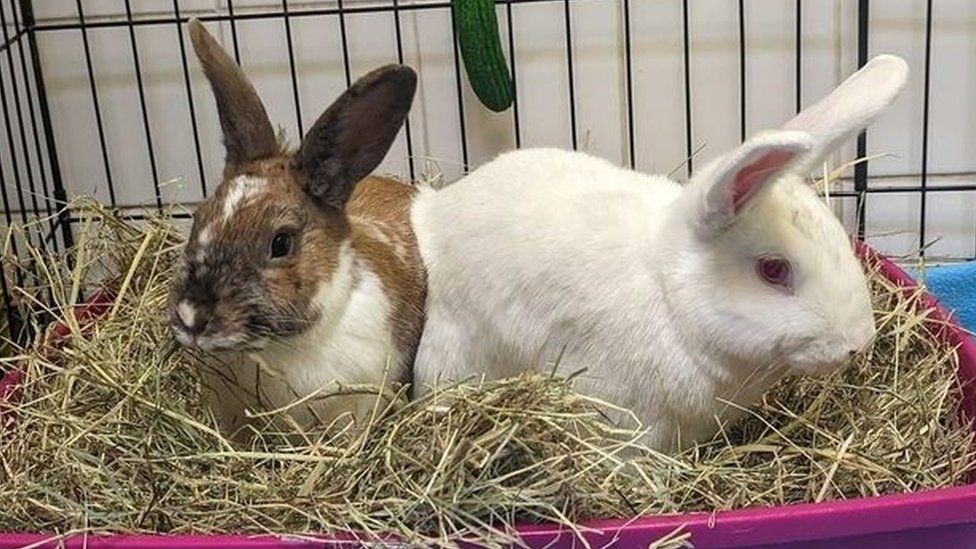 Two rabbits side by side