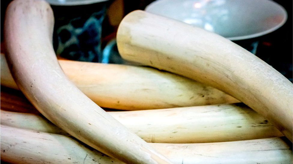 A pile of ivory animal tusks