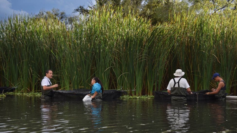 Scientists in the lake in Jalisco