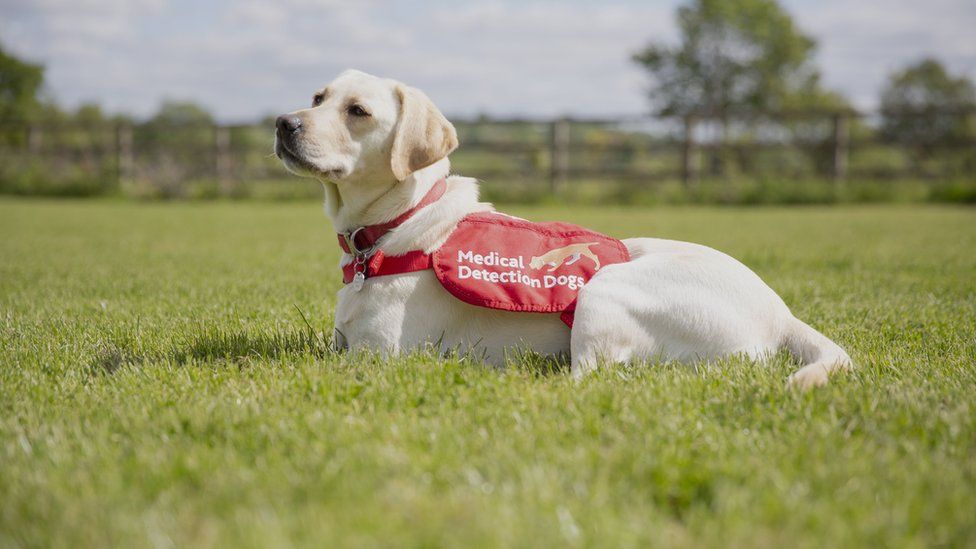 Training of Covid19 detection dogs reaches final trial stages BBC News