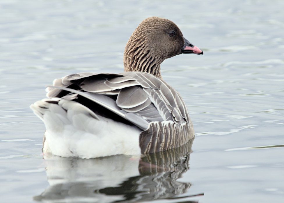 Pink-footed goose