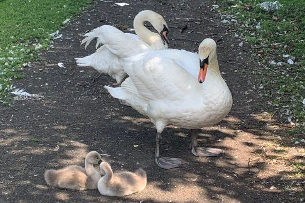 A family of swans block a footpath