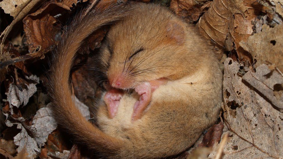 Dormouse asleep in a nest