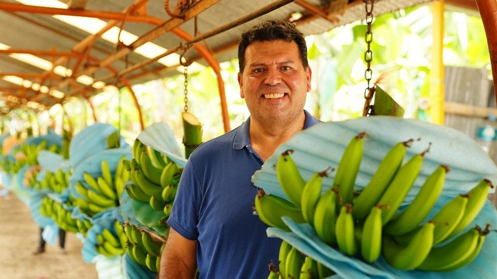 Franklin Torres, a banana producer in Ecuador. He is smiling and wearing a purple t-shirt while standing among bunches of his bananas. The bananas are hanging from the corrugated roof of a long open-sided warehouse.