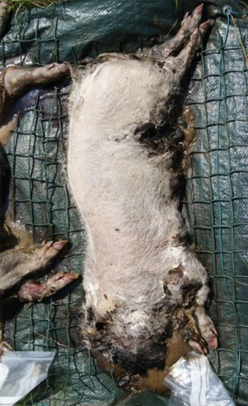 Does the UK need a human 'body farm'? - BBC News