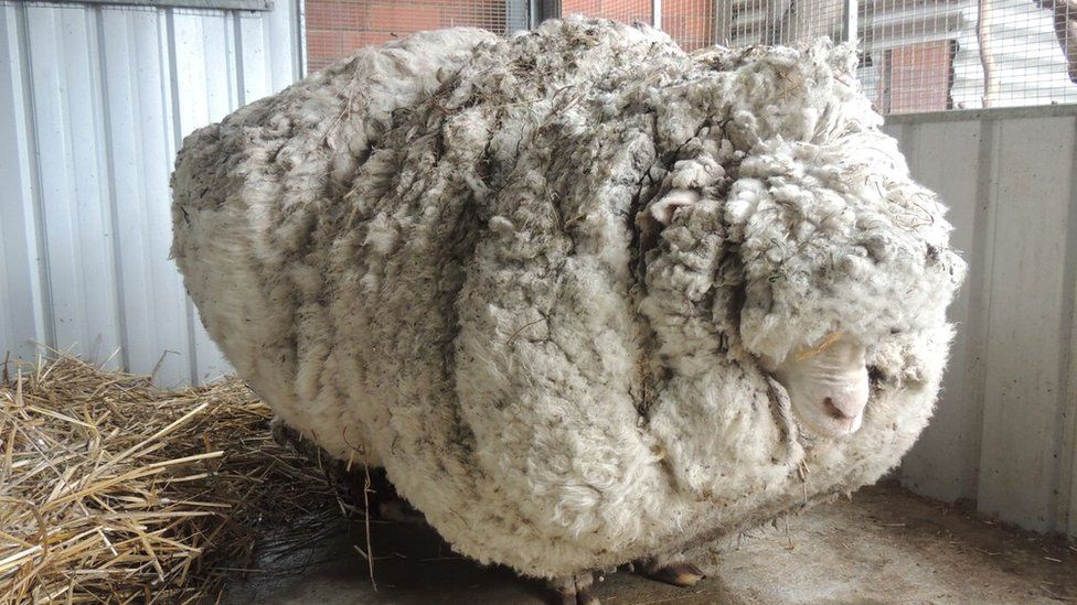 Chris the sheep with his heavily overgrown fleece