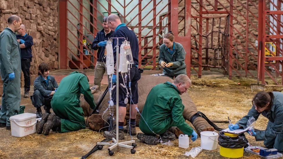 The vet team at Chester Zoo treating Indali the elephant calf in 2019