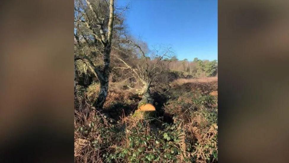 A felled tree in dried woodland