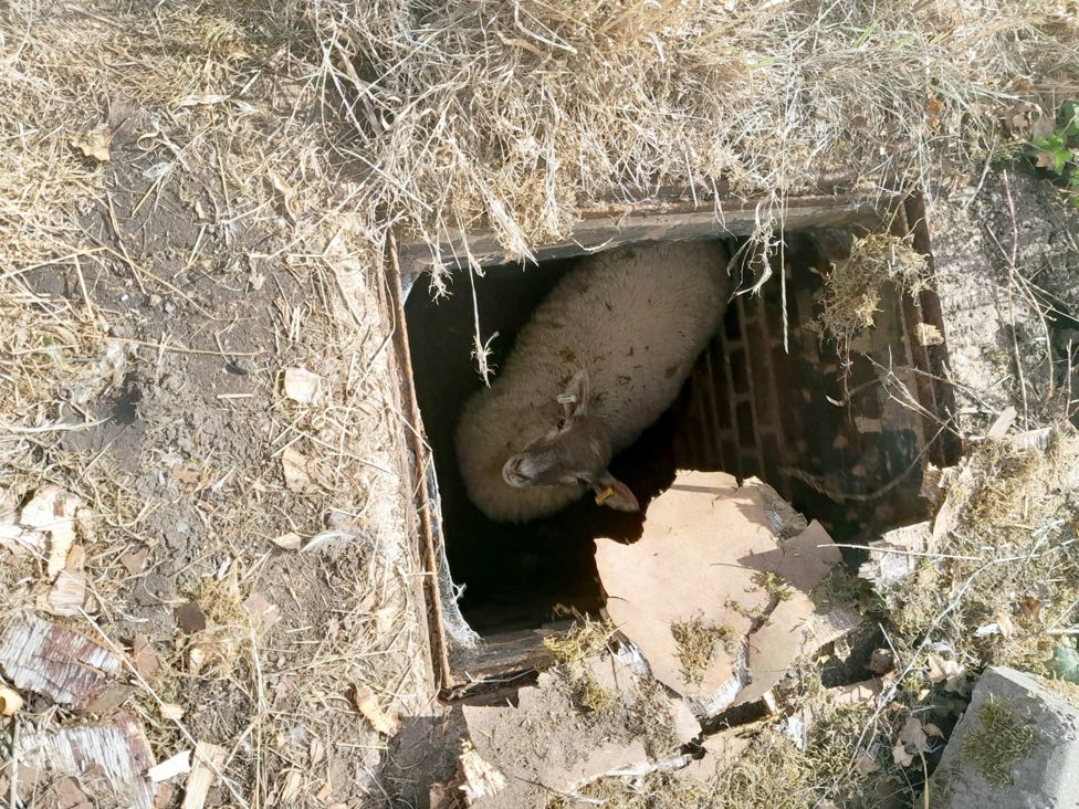 Ashby Magna Woman finds lamb stuck in manhole BBC News