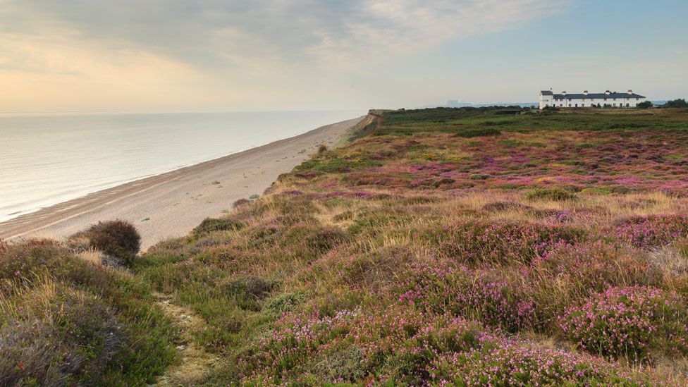 Cliffs covered in heather and beaches at Dunwich, with Coastguard cottages in the background