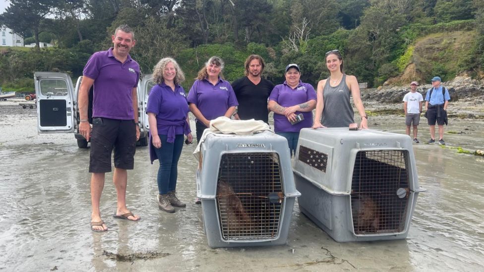 Guernsey Seal Pups Released Back Into The Wild BBC News