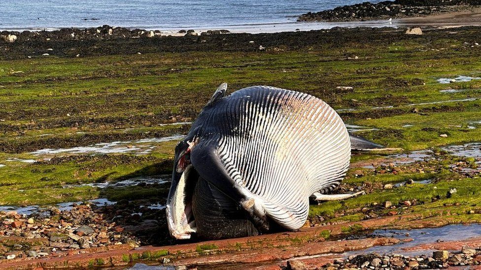 A Minke whale washed up on North Berwick Beach in April 2023