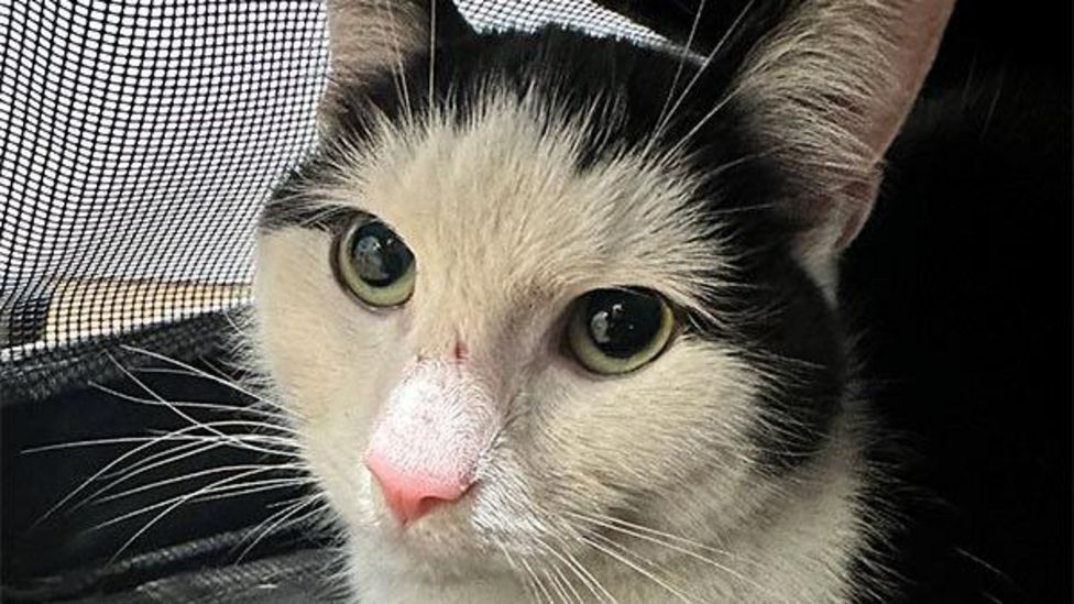 Mapperley: Missing cat reunited with owner after a month - BBC News