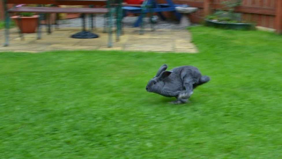 Pet rabbit running in a garden