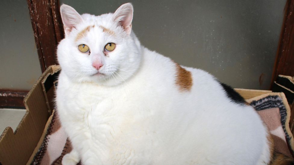 Bridgend: The obese cat who's lost more than half its bodyweight - BBC News