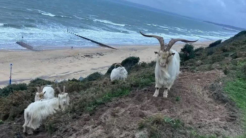 Four white goats on the steep cliff with Bournemouth's sandy beach and sea below