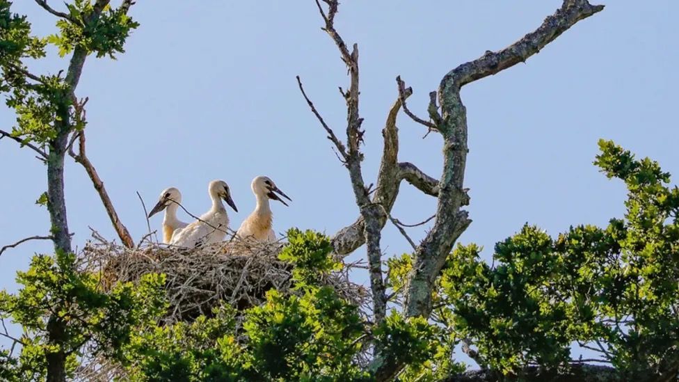 White stork birds in a nest in a tree