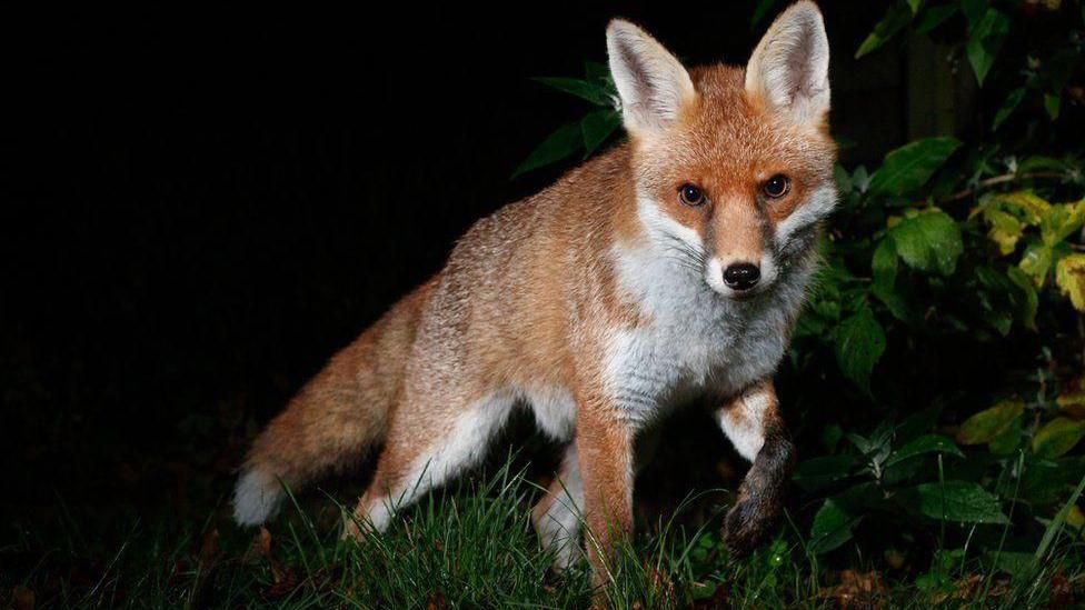 A red fox against a darkened background of plants and grass