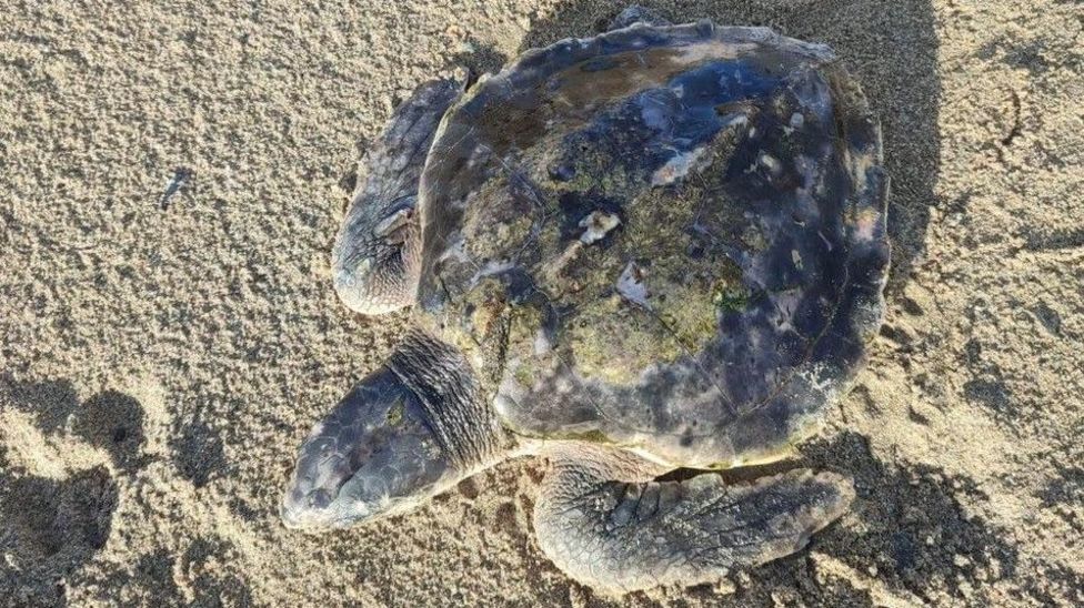 Anglesey Rare turtle washes up in Wales 4,000 miles from home BBC News