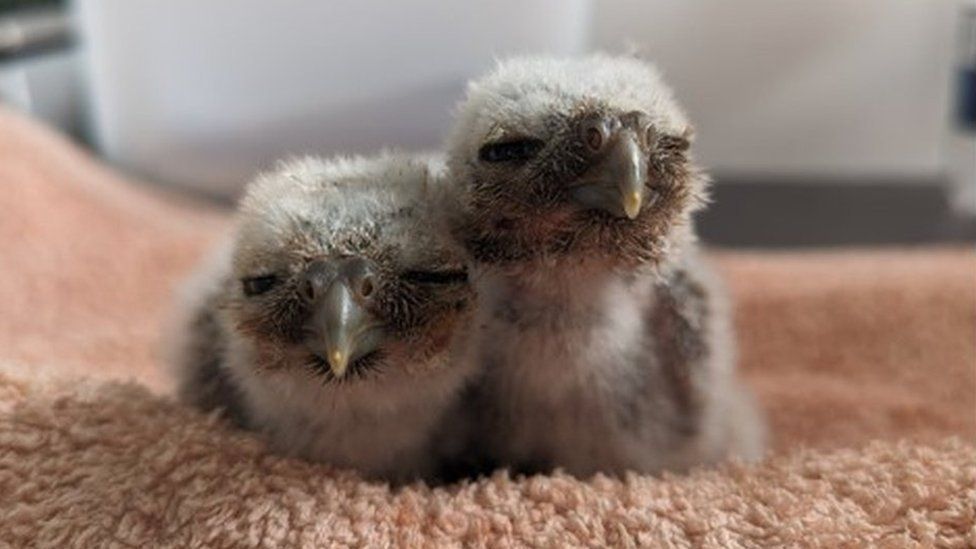 The little owl chicks as very young owlets