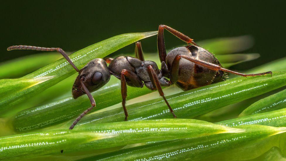 Wood ant found on a pine tree in Saulton Big Wood