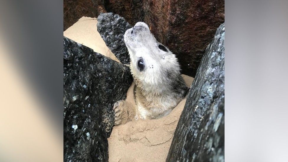 Trapped seal