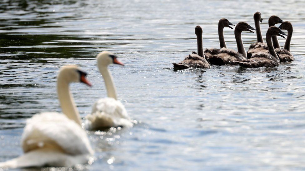 A pair of swans swimming away with seven dark brown cygnets ahead on rippling sun-dappled water