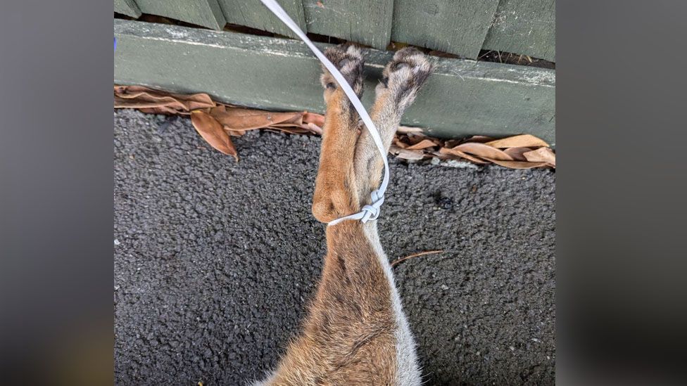 A fox with her legs tied with a white cable, lying on the floor