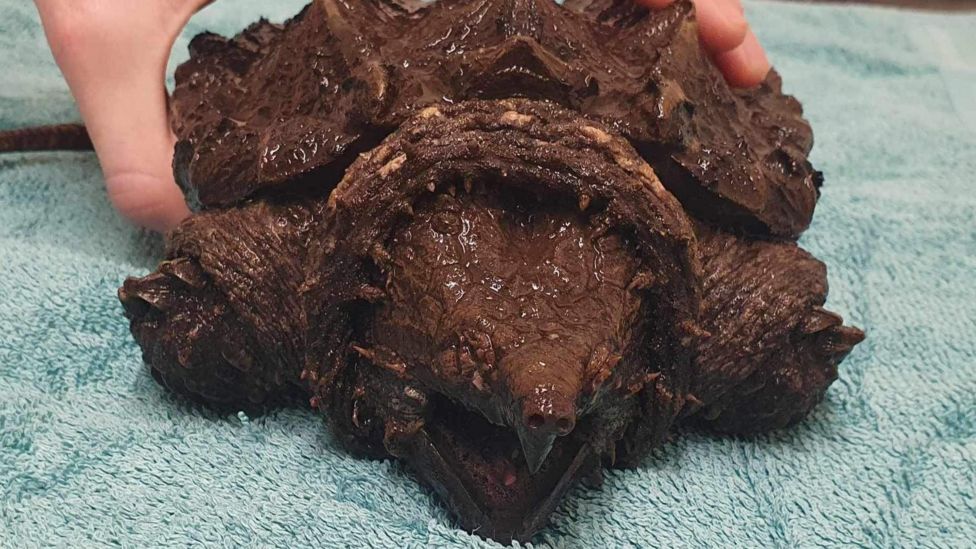 Cumbria's alligator snapping turtle Fluffy prompts vet warning - BBC News