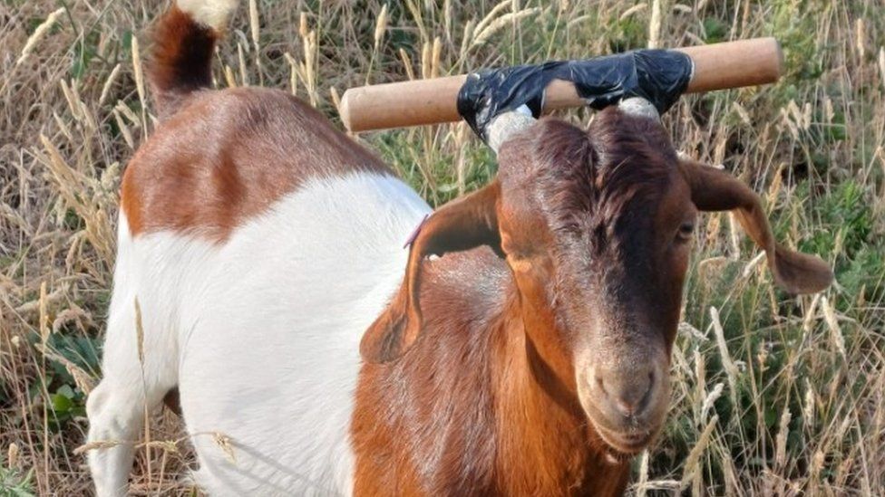 Brown and white kid goat, King with wooden dowel taped between his horns
