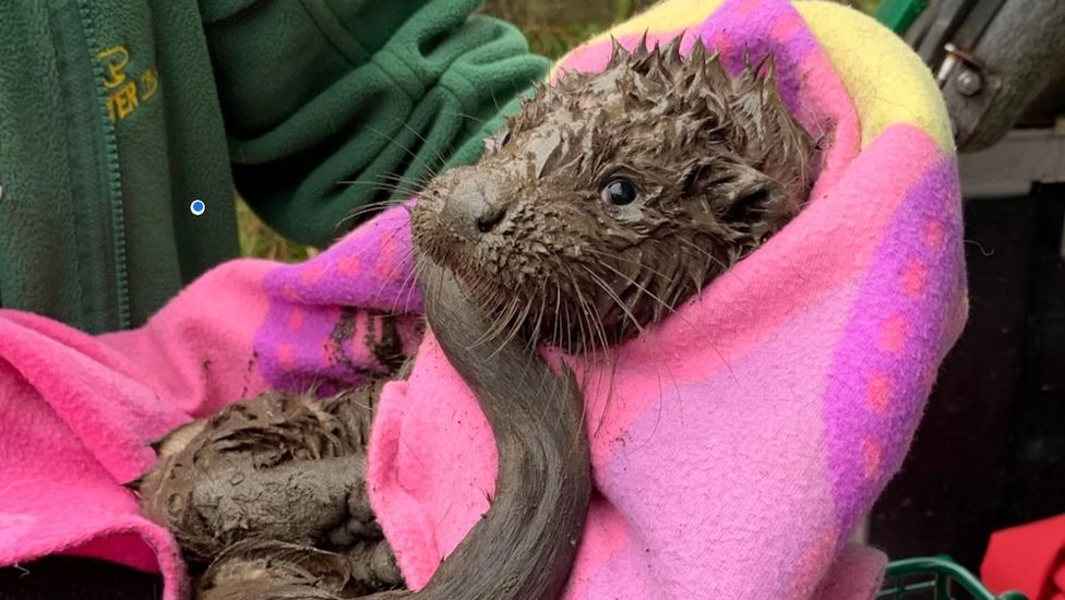 Devon otter 'hospital' set to help care for cubs - BBC Newsround