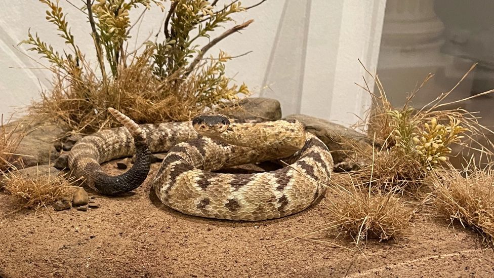 Rattlesnake display