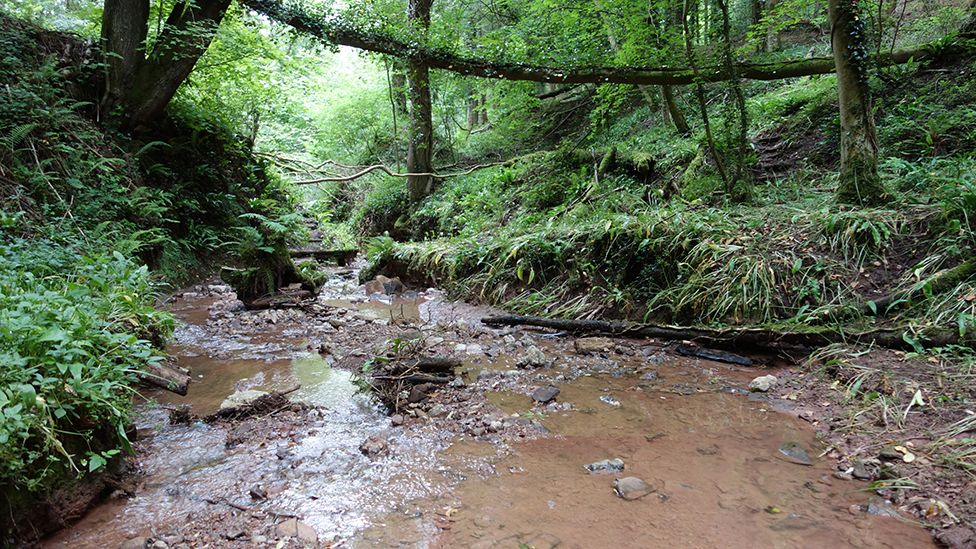 A muddy stream in the middle of a woodland with green grass and moss covering trees along the side of the stream.