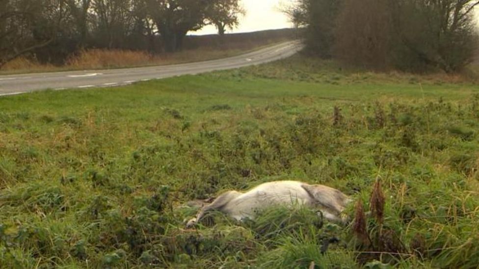 Deer road deaths rise sharply in Lincolnshire BBC News