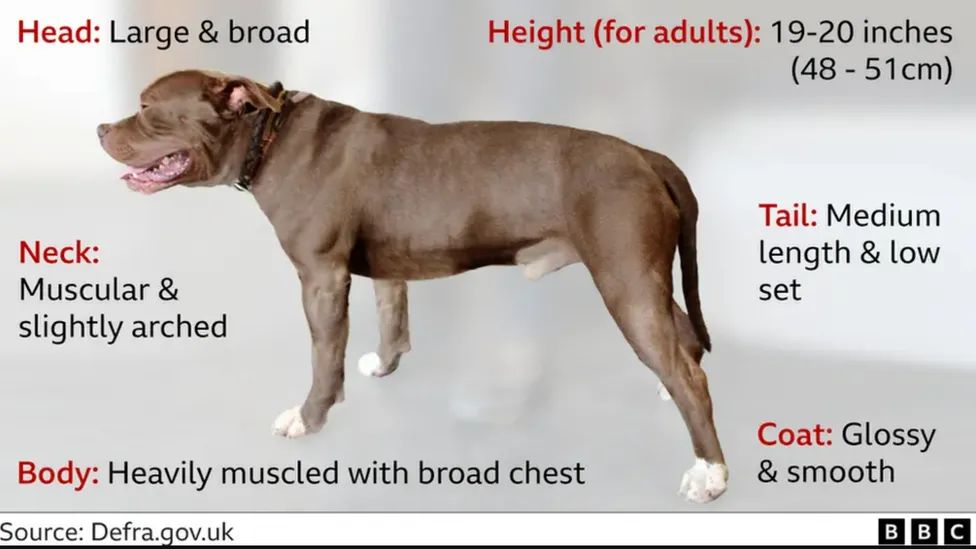 Image of an XL Bully Dog 