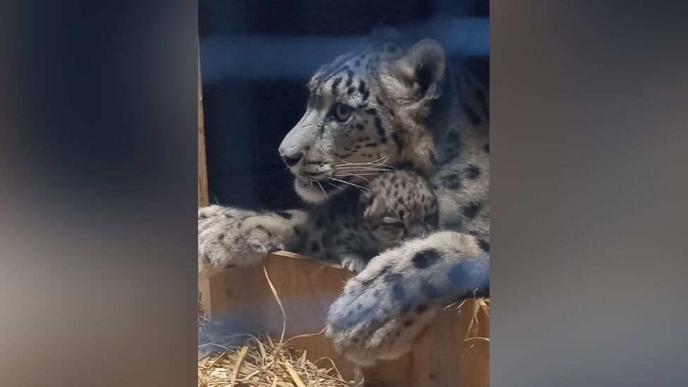 Snow leopard cub with mother