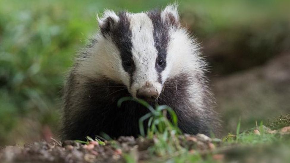 Inverness landfill site badgers 'protected' during building work BBC News
