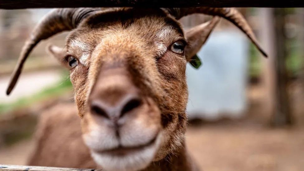 A close up photograph of a goat with large horns peering through a fence. 