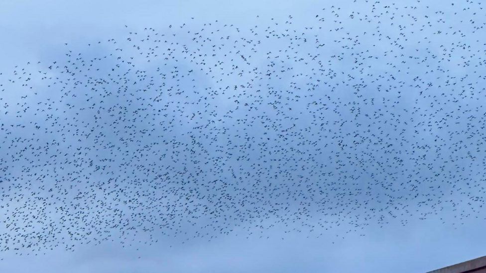 Redditch treated to 'beautiful' starling murmuration - BBC News