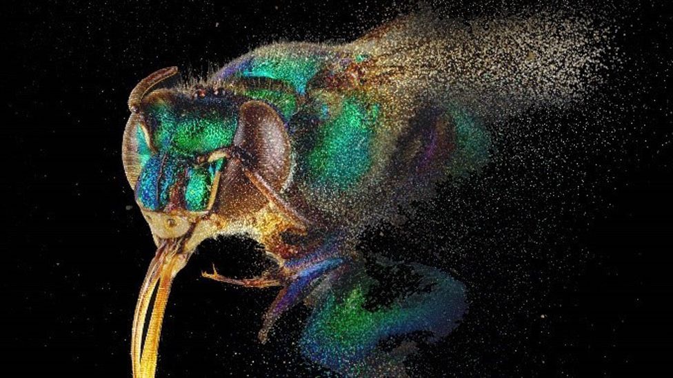 Close-up view of a bee's head and body, coloured in iridescent tones of yellow, blue and green. The body is disintegrating into light-coloured particles