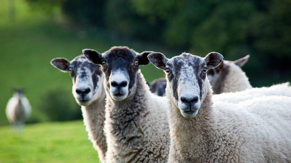 three sheep looking at camera