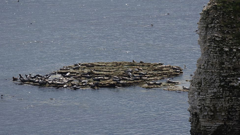 Grey seals basking on a huge rock next to a cliff